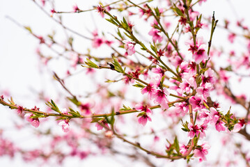 Obraz premium pink cherry blossom