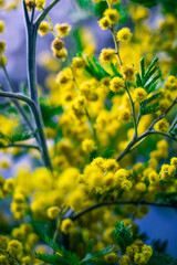Birthday cheesecake with fresh coffee milk, dark chocolate and mimosa.