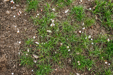 The texture, the background of the lawn, green grass growing on the ground and fallen petals of flowering apricots. Photo of nature, top view.