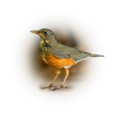 Female Black-breasted Thrush perching on the ground looking into a distance