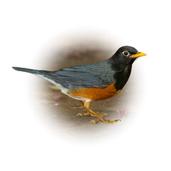 Obraz premium Male Black-breasted Thrush perching on the ground looking into a distance