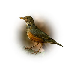 Fototapeta premium Female Black-breasted Thrush perching on tree branch looking into a distance
