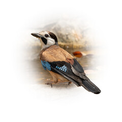 Eurasian Jay or White faced Jay perching near a waterhole looking into a distance
