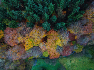 Mixed woodland seen from above