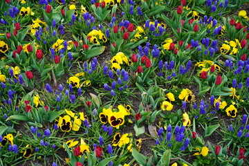 Buntes städtische Blumenbeet mit verschiedenen Blüten im Frühling in Berlin