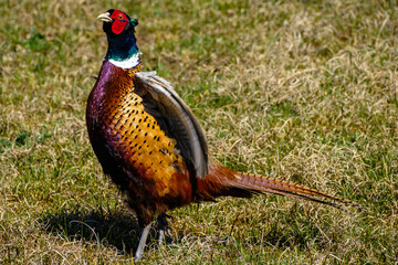 Fototapeta premium Fazant - Pheasant