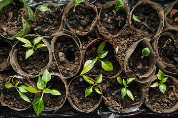 Seedlings, pepper leaves sprout from the ground in homemade round trays at home. Photography, top view, gardening.