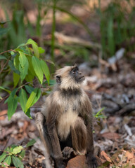 Grey Langur roaming in the forrest. Photo captured in tiger safari, Madhya Pradesh, India