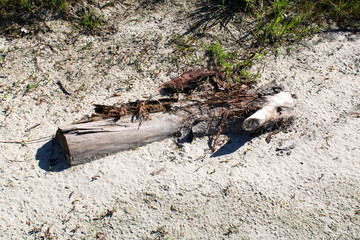 Ceppo di legno seccato assolato nella sabbia