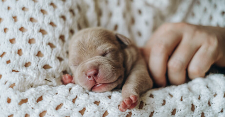 Small newborn puppy in female hands. A beautiful and cute puppy in her arms. American boule puppy. Funny little puppy.