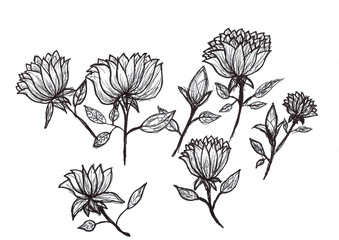 Hand drawing of flowers with black ink