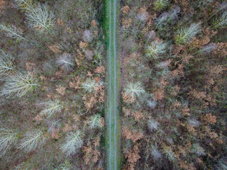 A path between a forest and a field in winter, photographed with a drone