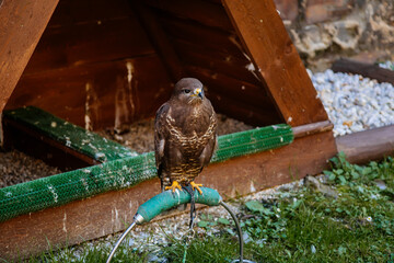 Cheb, Western Bohemia, Czech Republic, 14 August 2021: Brown falcon bird of prey perched near its wooden brown house in castlу at sunny summer day, green grass, selective focus, Falco berigora