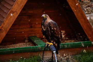 Cheb, Western Bohemia, Czech Republic, 14 August 2021: Brown Hawk bird of prey or Harris's Hawk - Parabuteo unicinctus perched near its wooden house in castle at sunny summer day, selective focus - Powered by Adobe