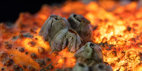 Fototapeta premium a red planet seen in a spider crab shell