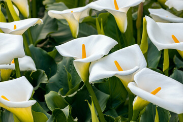 Zantedeschia aethiopica, commonly known as calla lily and arum lily. Close up on inflorescence and spathe of this plant. - Powered by Adobe