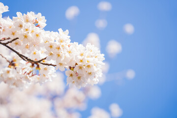 ソメイヨシノと青空