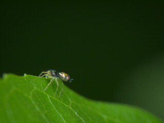 jumping spider juvenile on the edge of leaf