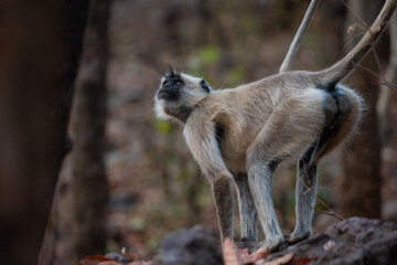 Grey Langur roaming in the forrest. Photo captured in tiger safari, Madhya Pradesh, India