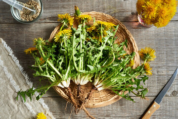 Whole dandelion plant with roots - herbal medicine