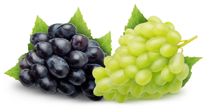 Isolated grape varieties. Pile of dark blue and white Thompson grapes with leaves isolated on white background with clipping path