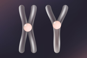 Chromosome X and Y. Sex chromosome. Biological study.