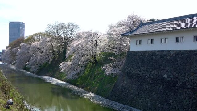 山形城跡・霞城公園の桜（山形県・山形市）