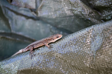 A small lizard basks in the sun.