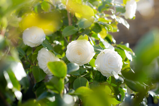 White camellia flower in bloom during springtime. Beautiful flowers in the garden