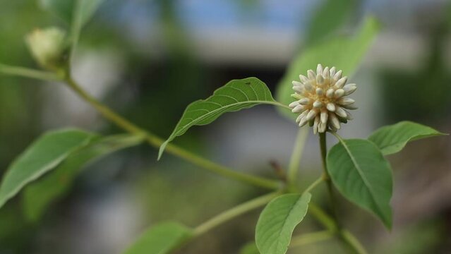 Mitragyna speciosa flower on the tree	
