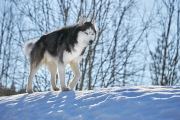 Sberian husky dog run on snow, side view.