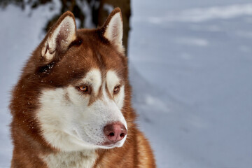 Portrait noble brown Siberian Husky dog on the background of the winter forest. Front view.