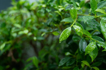 Fototapeta na wymiar Water on leave background, Green leaf nature