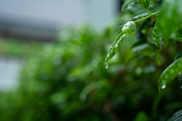 Water on leave background, Green leaf nature