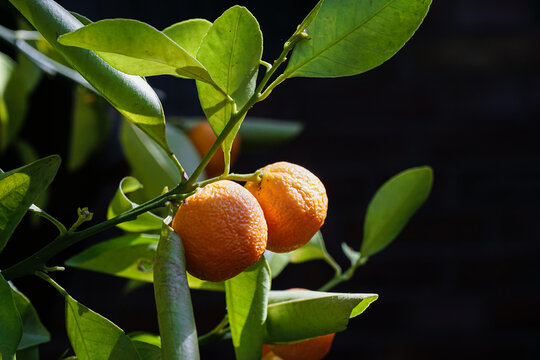 Orangen am Baum