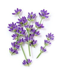 Lavender flowers isolated on white background, top view