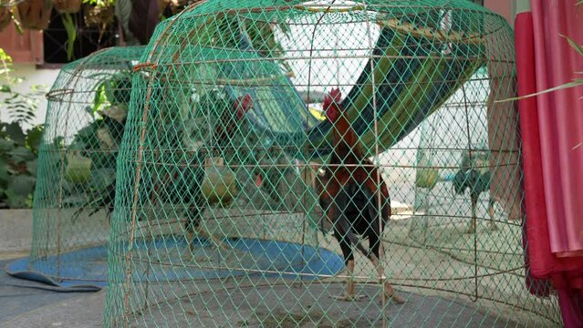 fighting cocks in steel mesh coop in farm background