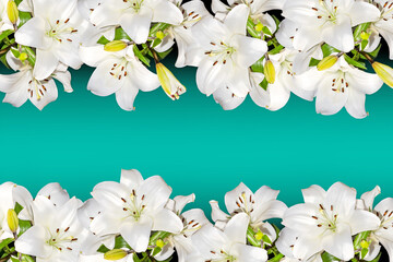 Lilium candidum,Madonna or white lily,flowering picture frame on light blue color gradient background copy space