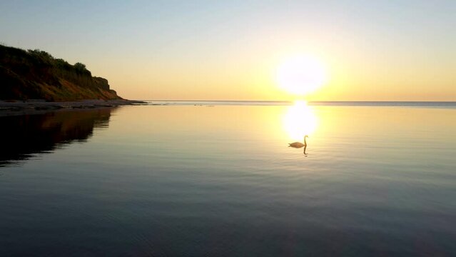 Close-up, tracking shooting of a swan on a sunny path, against the rising sun from the sea. Beautiful sea sunrise near the coast of the village of Krapets, Bulgaria. 4K
