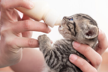 Feeding a small cat with milk. Woman's hand gives replacement milk to rescued kitten. Newborn baby...