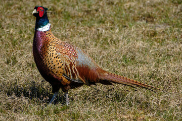 Fazant - Pheasant
