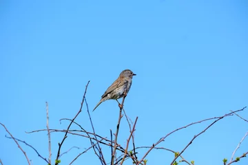 Wandaufkleber Heggenmus - Hedge sparrow © Holland-PhotostockNL