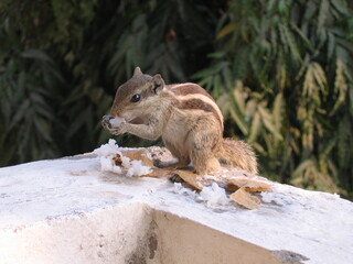 squirrel in the forest