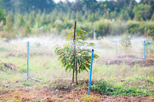 Sprinkler watering small durian tree in the gardening, agriculture in Thailand, the water system provides freshness and growth in garden