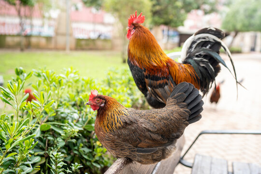 Roosters with hens in countryside