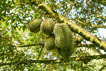 Durian fruit on the branch in the garden ready to harvest, product quality for export in Thailand, agriculture concept