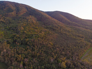Forests of Guduricki peak. Aerial photo.