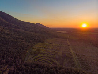Sunset over the vineyards. Aerial photo.
