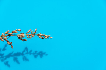Dry branch of grass on a blue background.
