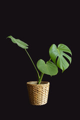monstera tree in vase wicker basket dicut png with path line, Plants interior beautiful fresh tree wood flowers wooden table office nature © kanavit